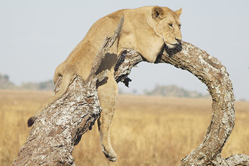 udongo leeuw tanzania